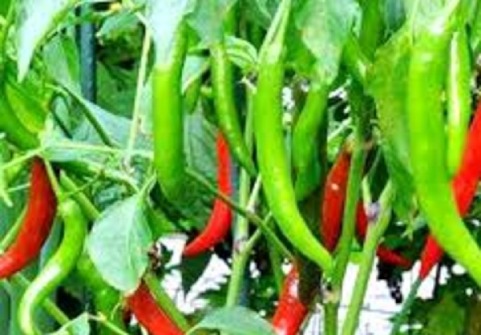 Green Chilies