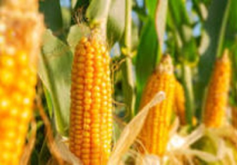 Maize