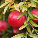 Pomegranate Thumnail