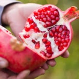 Pomegranate Thumnail