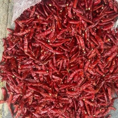 Romi 26 Chilli Guntur