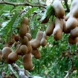 Tamarind Thumnail