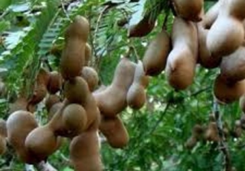 Tamarind