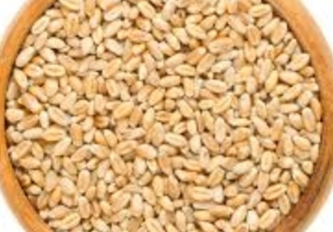 Wheat
